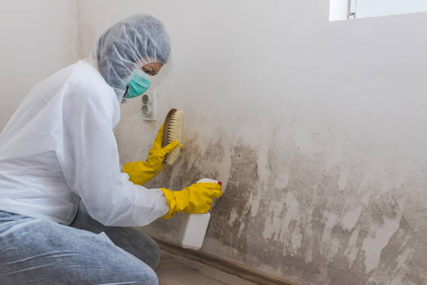 Mold Documentation for Insurance Claims in Linwood, PA