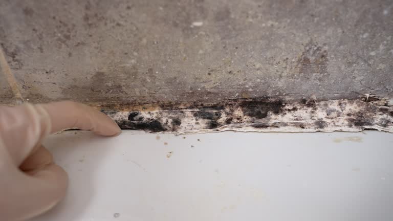 Environmental Consulting for Mold Prevention in Linwood, PA